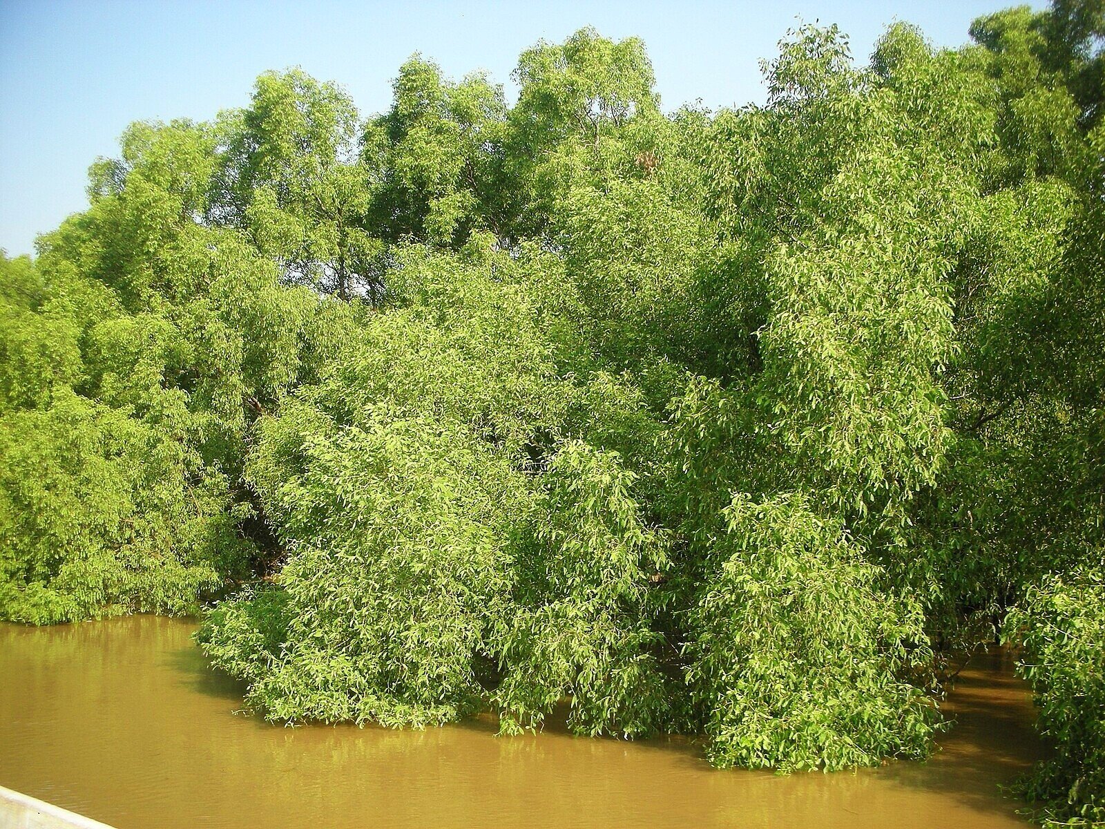 Bhitarkanika mangrove forest