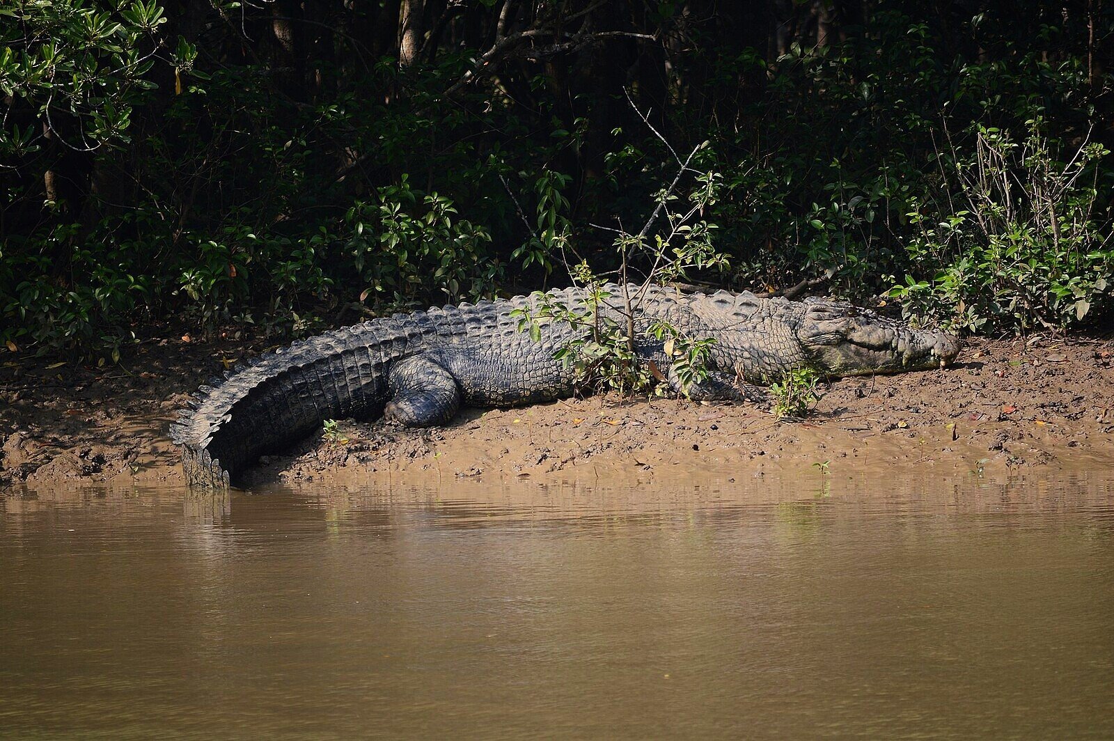 Saltwater crocodile, Bhitarkanika