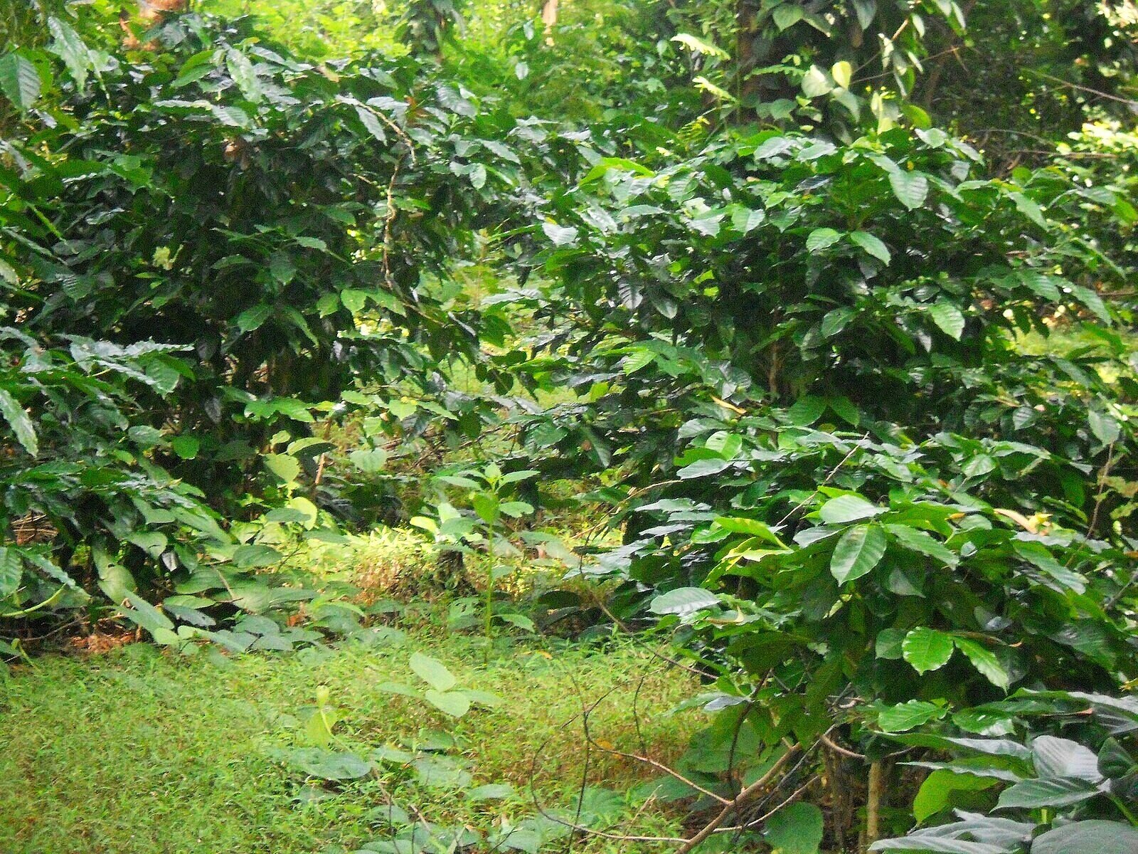 Coffee plantation, Daringbadi